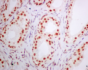 Immunohistochemical analysis of paraffin-embedded Human prostate tissue labeling ERH with ab166620 at 1/250 dilution.