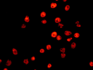 Immunofluorescence analysis of A431 cells labeling ERH with ab166620 at 1/250 dilution.