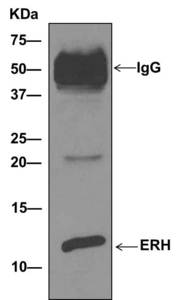 Immunoprecipitation analysis of ERH in pellet from A549 cell lysate using ab166620 at 1/10 dilution, followed by WB detection.