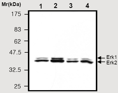 All lanes : Anti-ERK1 + ERK2 antibody [9B3] (ab36991)Lane 1 : U87MG cell lysatesLane 2 : HepG2 cell lysatesLane 3 : Jurkat cell lysatesLane 4 : A431 cell lysates