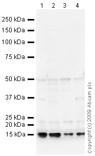 All lanes : Anti-COX7A2L antibody (ab66107) at 1 µg/mlLane 1 : TE 671 (Human Rhabdomyosarcoma) Whole Cell Lysate Lane 2 : Jurkat Whole Cell Lysate - Staurosporine Treated (24hr, 500nM) Lane 3 : HeLa (Human epithelial carcinoma cell line) Whole Cell Lysate Lane 4 : HepG2 (Human hepatocellular liver carcinoma cell line) Whole Cell Lysate Lysates/proteins at 10 µg per lane.SecondaryGoat polyclonal to Rabbit IgG - H&L - Pre-Adsorbed (HRP) at 1/3000 dilutionPerformed under reducing conditions.