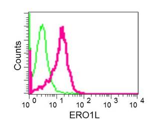 Flow cytometric analysis of permeabilized HeLa cells labeling ERO1L with ab177156 at 1/10 dilution (red), or a rabbit IgG (negative) (green).