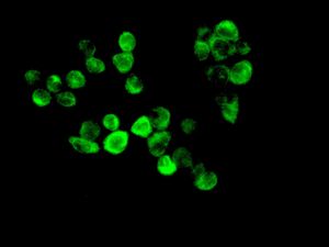 Immunofluorescence analysis of HepG2 cells, labelling ERp19 using ab134938 at a 1/250 dilution.