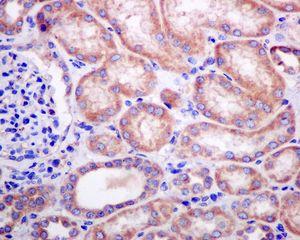 Immunohistochemical analysis of paraffin-embedded, formalin-fixed Human kidney tissue, labelling ERp19 using ab134938 at a 1/100 dilution.