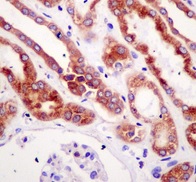 Immunohistochemical analysis of paraffin-embedded Human kidney tissue labeling ERp29 with ab175193 at a 1/50 dilution.