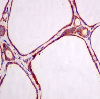 Immunohistochemical analysis of paraffin-embedded Human thyroid gland tissue labeling ERp29 with ab175193 at a 1/50 dilution.