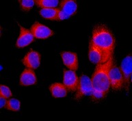 Immunofluorescence analysis of MCF7 cells labeling ERp29 with ab175193 at a 1/50 dilution (red) and DAPI nuclear staining (blue).