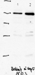All lanes : Anti-ERp57 antibody (ab10287) at 1/1000 dilutionLane 1 : Mouse embryonic cellsLane 2 : Calreticulin deficient mouse embryomic cells