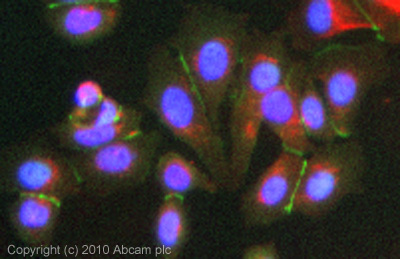 ICC/IF image of ab74777 stained MCF7 cells. The cells were 4% PFA fixed (10 min) and then incubated in 1%BSA / 10% normal goat serum / 0.3M glycine in 0.1% PBS-Tween for 1h to permeabilise the cells and block non-specific protein-protein interactions. The cells were then incubated with the antibody (ab74777, 5µg/ml) overnight at +4°C. The secondary antibody (green) was Alexa Fluor® 488 goat anti-rabbit IgG (H+L) used at a 1/1000 dilution for 1h. Alexa Fluor® 594 WGA was used to label plasma membranes (red) at a 1/200 dilution for 1h. DAPI was used to stain the cell nuclei (blue) at a concentration of 1.43µM. This antibody also gave a positive result in 4% PFA fixed (10 min) HepG2 cells at 5µg/ml, and in 100% methanol fixed (5 min) HepG2 and MCF7 cells at 5µg/ml.