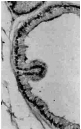 ab3575 at a dilution of 1-5µg/ml staining ER alpha in Rat prostate tissue sections.