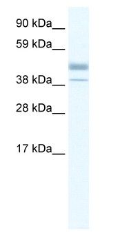 Anti-Estrogen Related Receptor beta antibody - N-terminal (ab105077) at 0.5 µg/ml + Human fetal kidney lysate at 10 µg