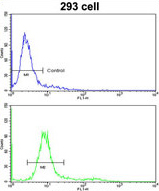 Flow cytometry analysis of 293 cells labelling ETHE1 (green) with ab135589 compared with a negative control (blue). A FITC-conjugated goat anti-rabbit IgG was used as the secondary antibody.