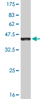 Western blot against tagged recombinant protein immunogen using ab54707 EVI2B antibody at 1ug/ml.