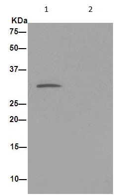 Lane 1: Primary: ab190689, 1/1000 dilution Sample: Lysate of 293T cells immunoprecipated with ab190689 at 1/50 Secondary: Anti-Rabbit IgG (HRP), specific to the non-reduced form of IgG, 1/1500 dilution.Lane 2: Primary: ab190689, 1/1000 dilution. Sample: PBS. Secondary: Anti-Rabbit IgG (HRP), specific to the non-reduced form of IgG, 1/1500 dilution.