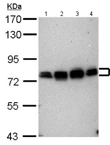 All lanes : Anti-CPEB4 antibody - N-terminal (ab155204) at 1/10000 dilutionLane 1 : NT2D1 whole cell lysateLane 2 : PC3 whole cell lysateLane 3 : U87-MG whole cell lysateLane 4 : Sk-N-SH whole cell lysateLysates/proteins at 30 µg per lane.