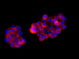 Immunofluorescent analysis of SW480 cells labeling Cellular Apoptosis Susceptibility with ab151546 at 1/250 dilution.