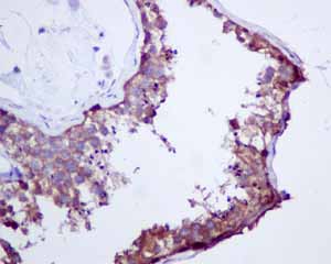 Immunohistochemical analysis of paraffin embedded normal Human testis tissue using ab151546 showing +ve staining.