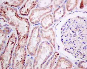 Immunohistochemical analysis of paraffin embedded normal Human kidney tissue using ab151546 showing +ve staining.