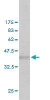 Western blot against tagged recombinant protein immunogen using ab54711 Ext2 antibody at 1ug/ml.