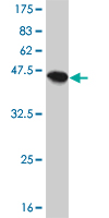 Western blot against tagged recombinant protein immunogen using ab57698 CPI17 alpha antibody at 1ug/ml.