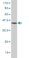 Western blot against tagged recombinant protein immunogen using ab54617 FABP4 antibody at 1ug/ml.