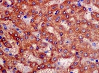 Immunohistochemical analysis of paraffin-embedded Human liver tissue labeling CNPY2 with ab181215 at 1/500 dilution followed by pre-diluted HRP-conjugated secondary antibody and counter-stained with Hematoxylin.