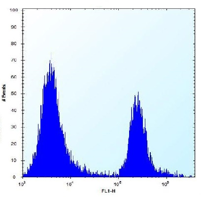 Flow cytometric analysis of 293 cells (right histogram) compared to a negative control cell (left histogram). An FITC-conjugated goat-anti-rabbit secondary antibody was used for the analysis.