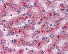 Formalin-fixed, paraffin-embedded Human liver tissue labelled with ab115290 at 2.5 µg/ml followed by biotinylated anti-goat IgG secondary antibody, alkaline phosphatase-streptavidin and chromogen.