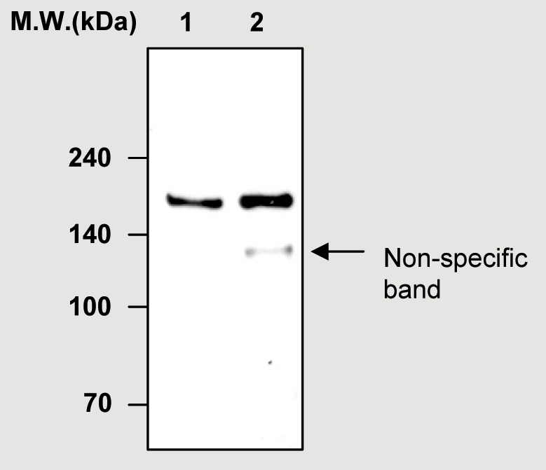Immunoprecipitation analysis of human plasma using anti-Factor H antibody ab51043, at 1µg for 400µl lysate. Lane 1: human plasma; Lane 2: Immunoprecipitate.