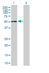 All lanes : Anti-Factor I antibody (ab90546) at 1 µg/mlLane 1 : Factor I-transfected 293T cell lysateLane 2 : non transfected lysate Lysates/proteins at 25 µg per lane.
