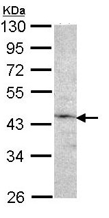 Anti-Factor IX antibody (ab97619) at 1/1000 dilution + 293T whole cells lysate at 30 µg