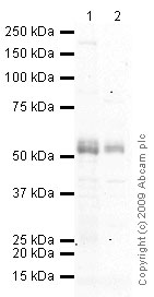 All lanes : Anti-Factor IX antibody [1C2] (ab17196) at 5 µg/mlLane 1 : Small Intestine (Human) Tissue Lysate - adult normal tissue (ab29276)Lane 2 : Placenta (Human) Tissue Lysate - adult normal tissue (ab29745)Lysates/proteins at 10 µg/ml per lane.SecondaryLane 1 : Goat polyclonal to Mouse IgG - H&L - Pre-Adsorbed (HRP) at 1/3000 dilutionLane 2 : Goat polyclonal to Mouse IgG - H&L - Pre-Adsorbed (HRP) at 1/3000 dilution