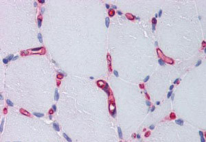 Immunohistochemical analysis of paraffin embedded Human skeletal muscle and capillaries labeling Factor VIII with ab139391 at 5 µg/ml.