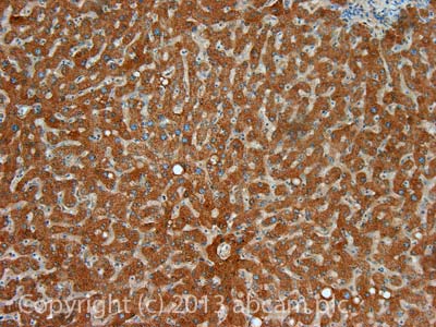 IHC image of Factor X staining in Human normal liver formalin fixed paraffin embedded tissue section, performed on a Leica Bond™ system using the standard protocol F. The section was pre-treated using heat mediated antigen retrieval with sodium citrate buffer (pH6, epitope retrieval solution 1) for 20 mins. The section was then incubated with ab79929, 1µg/ml, for 15 mins at room temperature and detected using an HRP conjugated compact polymer system. DAB was used as the chromogen. The section was then counterstained with haematoxylin and mounted with DPX.For other IHC staining systems (automated and non-automated) customers should optimize variable parameters such as antigen retrieval conditions, primary antibody concentration and antibody incubation times.