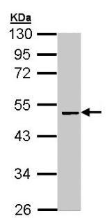 Anti-Factor X antibody (ab97632) at 1/5000 dilution + HepG2 whole cell lysate at 30 µg