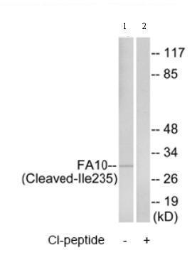 All lanes : Anti-Factor Xa Heavy Chain antibody (ab75180) at 1/500 dilutionLane 1 : extracts from rat liver cellsLane 2 : extracts from rat liver cells with immunizing peptide at 5 µgLysates/proteins at 10 µg per lane.