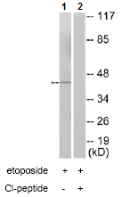 All lanes : Anti-Factor XII heavy chain antibody (ab72633) at 1/500 dilutionLane 1 : extracts from 293 cells treated with etoposide (25µM, 1hour)Lane 2 : extracts from 293 cells treated with etoposide (25µM, 1hour), plus immunising peptide at 5µgLysates/proteins at 5 µg per lane.
