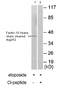 All lanes : Anti-Factor XII heavy chain cleaved Arg372 antibody (ab79554) at 1/500 dilutionLane 1 : Extracts from 293 cells, treated with etoposide (25uM, 1hour)Lane 2 : Extracts from 293 cells, treated with etoposide (25uM, 1hour) with immunizing peptide at 5 µgLysates/proteins at 25 µg per lane.Observed band size : 42 kDa (why is the actual band size different from the predicted?)