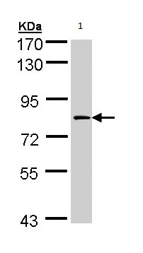 Anti-Factor XIIIa antibody (ab97636) at 1/1000 dilution + H1299 whole cell lysate at 30 µg
