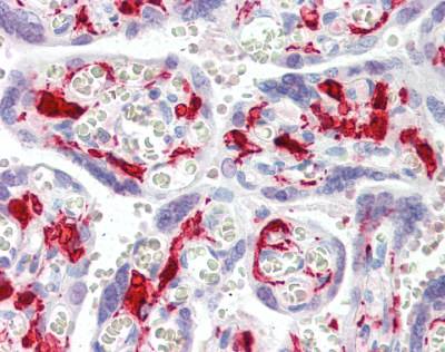 Human Placenta (formalin-fixed, paraffin-embedded) stained with ab104558 at 5 µg/ml followed by biotinylated secondary antibody, alkaline phosphatase-streptavidin and chromogen.