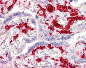 Human Placenta (formalin-fixed, paraffin-embedded) stained with ab104559 at 5 µg/ml followed by biotinylated secondary antibody, alkaline phosphatase-streptavidin and chromogen.