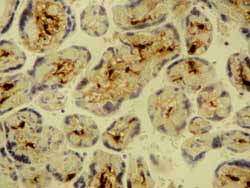 ab1834 staining human placenta by IHC-P.