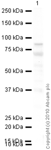 Anti-Factor XIIIa antibody [AC-1A1] (ab1834) at 1/250 dilution + Placenta (Human) Tissue Lysate - adult normal tissue (ab29745) at 10 µgSecondaryGoat Anti-Mouse IgG H&L (HRP) preadsorbed (ab97040) at 1/5000 dilutiondeveloped using the ECL techniquePerformed under reducing conditions.