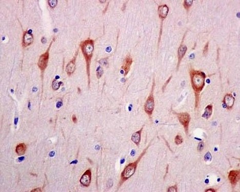 Immunohistochemical analysis of paraffin-embedded Human brain tissue labeling CNPY2 with ab181215 at 1/500 dilution followed by pre-diluted HRP-conjugated secondary antibody and counter-stained with Hematoxylin.