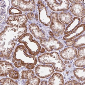 Immunohistochemical analysis of paraffin-embedded Human kidney tissue labeling FAM105B with ab151117 at 1/50 dilution.