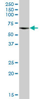 Anti-CPNE3 antibody (ab67575) at 1/500 dilution + human kidney tissue lysate at 25 µgSecondaryGoat Anti-Mouse IgG (H&L)-HRP Conjugate at 1/2500 dilution