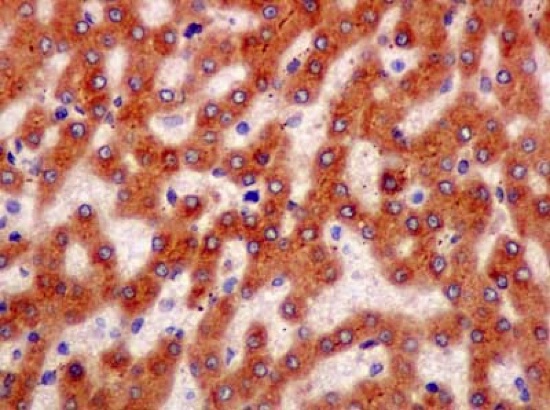 Immunohistochemical analysis of paraffin-embedded Human liver tissue labeling CNPY2 with ab181217 at 1/100 followed by pre-diluted HRP-conjugated secondary antibody and counter-stained with Hematoxylin.