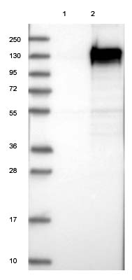All lanes : Anti-FAM184A antibody (ab122215) at 1/250 dilutionLane 1 : Negative control (vector only transfected HEK293T lysate) Lane 2 : FAM184A over-expression Lysate (Co-expressed with a C-terminal myc-DDK tag (~3.1 kDa) in mammalian HEK293T cellsdeveloped using the ECL technique