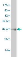 Western blot against tagged recombinant protein immunogen using ab57556 CPNE5 antibody at 1ug/ml.