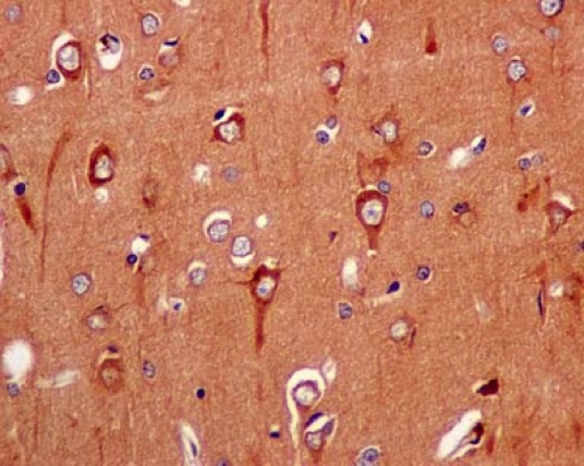 Immunohistochemical analysis of paraffin embedded Human brain tissue labeling CNPY2 with ab181217 at 1/100 dilution followed by pre-diluted HRP-conjugated secondary antibody and counter-stained with Hematoxylin.